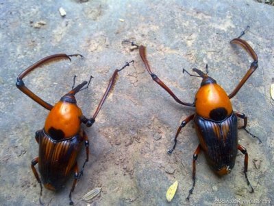 竹牛(动物)竹牛是生长的竹林里的一种昆虫,名为竹