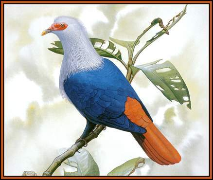 毛里求斯蓝鸠(动物)毛里求斯蓝鸠(alectroenasnitidissi