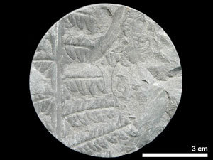 小羽片为栉羊齿型,座延羊齿型或楔羊齿型.具间小羽片或兼有间羽片.