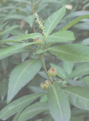 刮筋板(中医学与中药学)