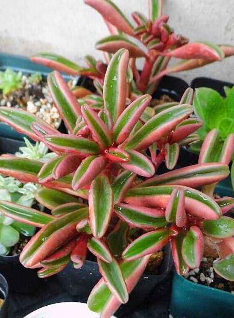 红背椒草 (植物)