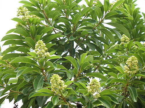 formosanum hayata)别名聚花海桐,七星树,为海桐科小乔木