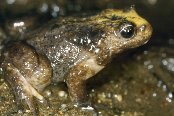 小的蛙类,它的整个体躯也不超美洲箭毒蛙(动物)储水蛙属无尾目树蟾科