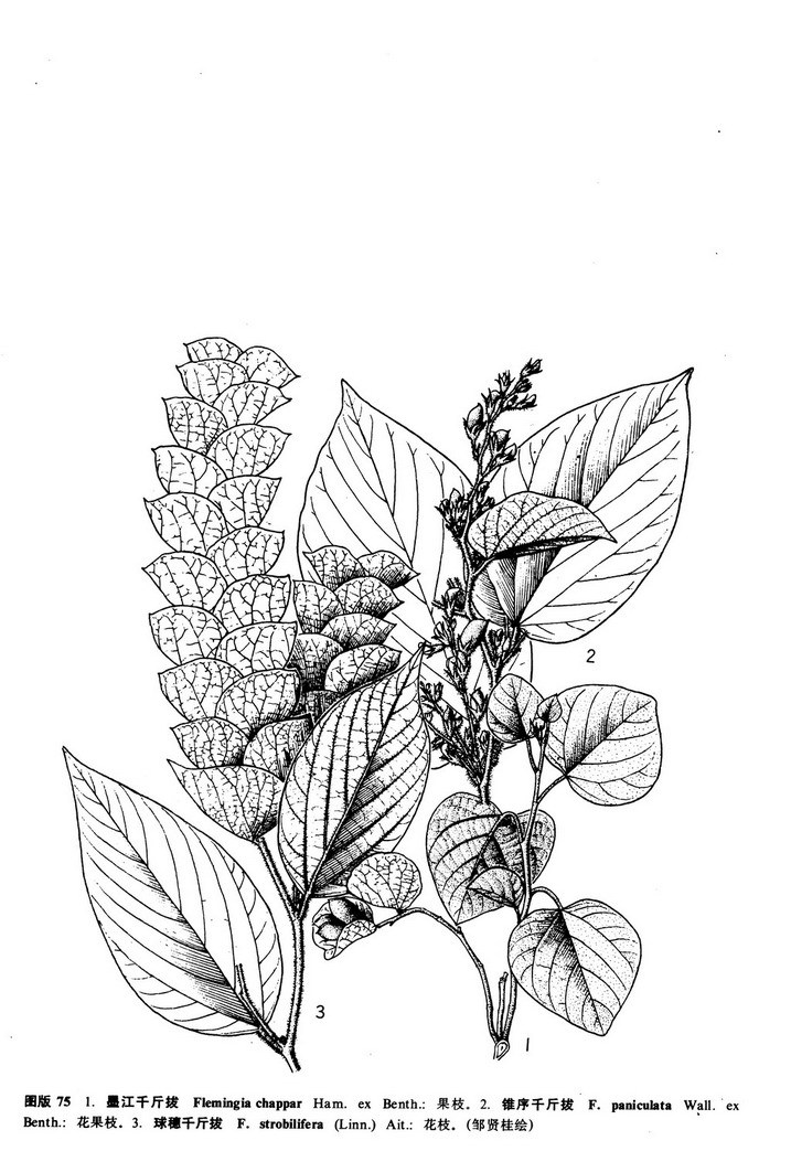 锥序千斤拔 (植物)