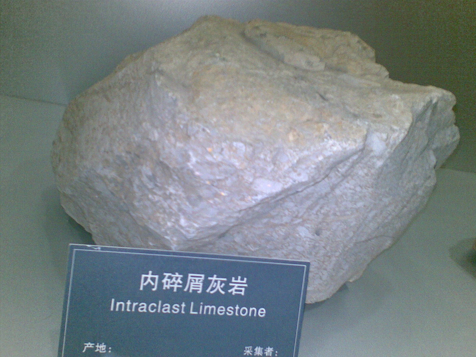 生物介壳灰岩图片