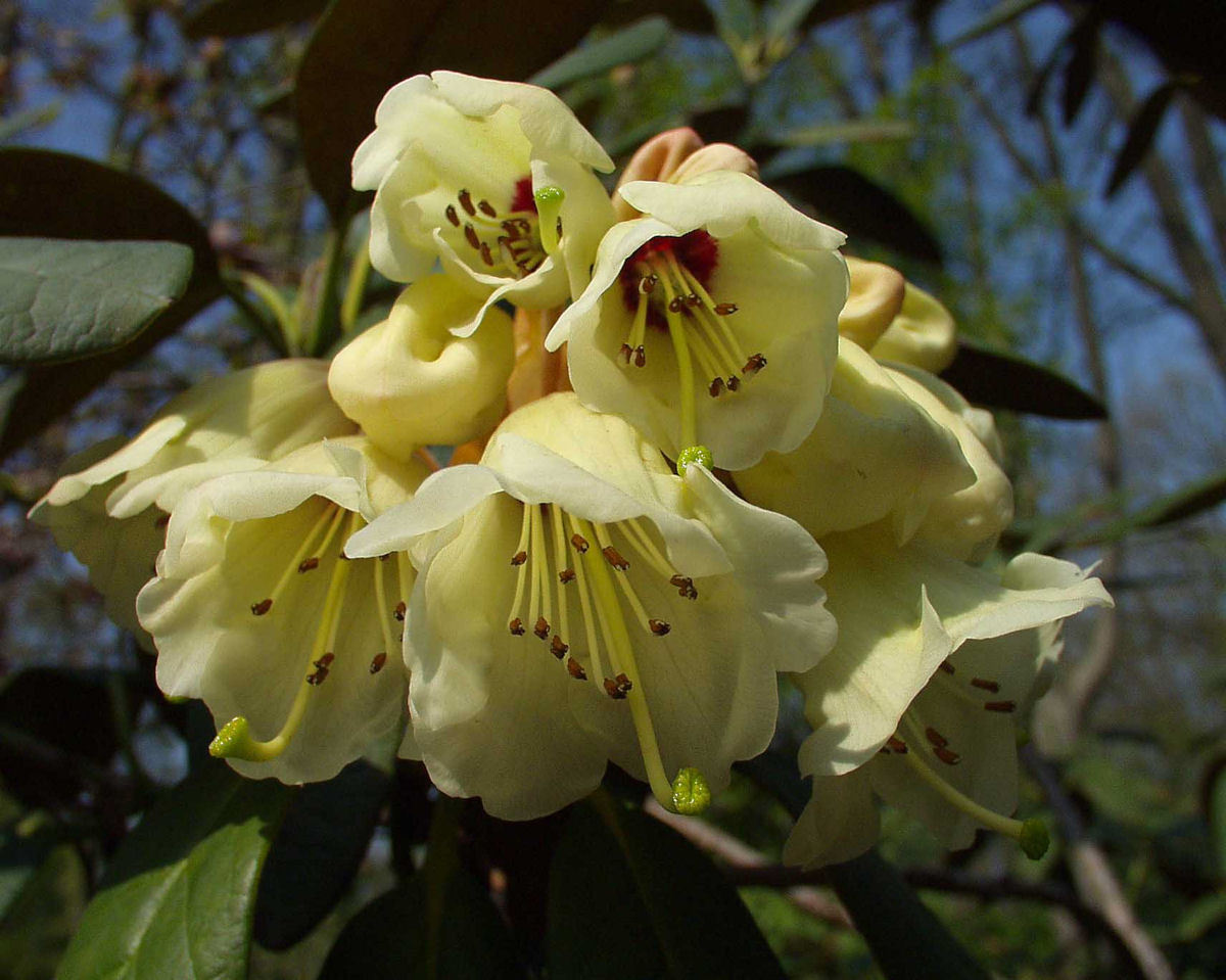 宏钟杜鹃(植物)