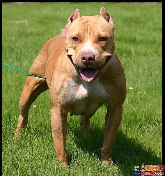 比特犬(american pit bull terrier)是一種集優美的體型,發達的肌肉