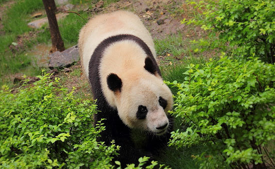 北京动物园熊猫馆(建筑)_技点百科
