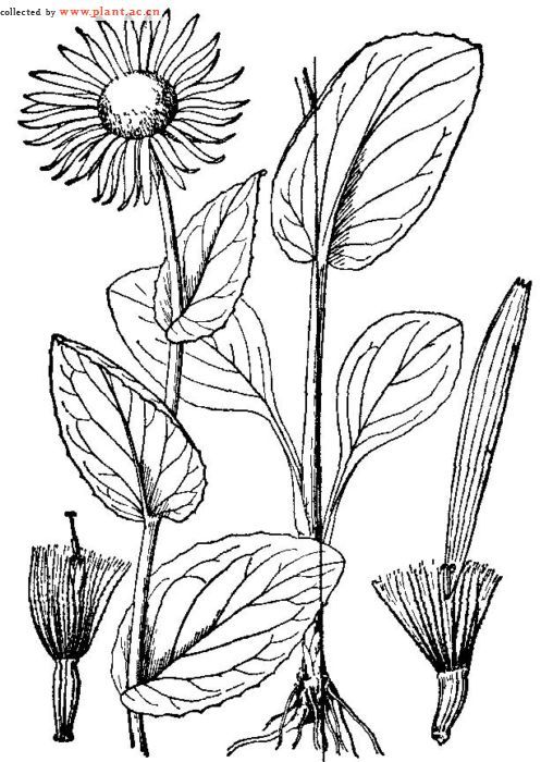 双子叶植物手绘图片