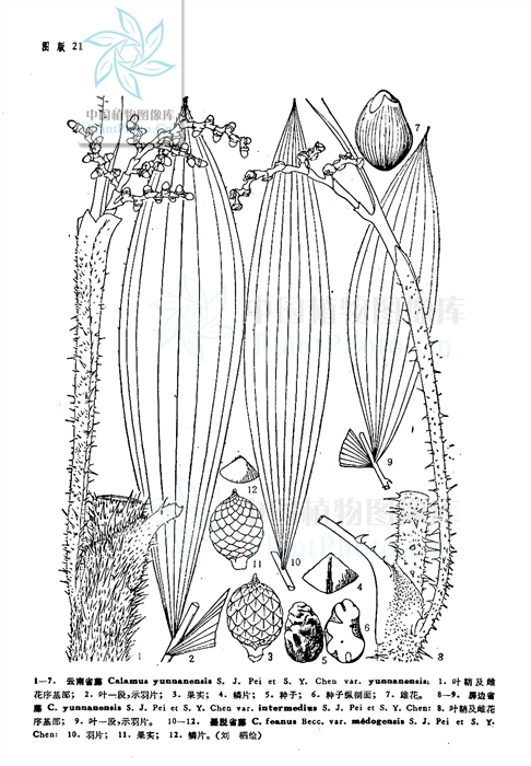云南省藤(植物)云南省藤(学名:calamus yunnanensis)攀援藤本,茎单生.