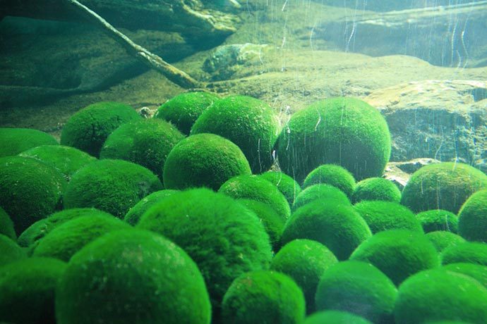 卡尔文小球藻图片