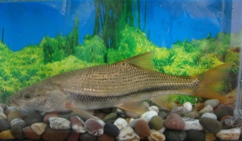 后背鲈鲤(动物)