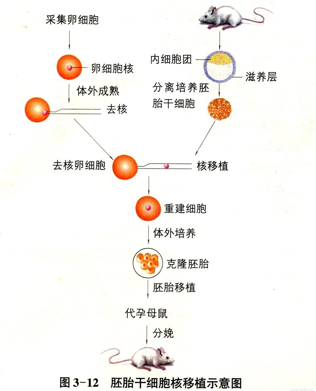 试管移植放入过程图图片