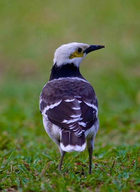 黑领椋鸟 (动物)