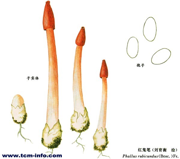 鬼笔(其他生物相关)_技点百科