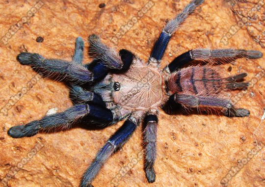 马来西亚地老虎是欧美宠物捕鸟蛛爱好者中人气非常高的亚洲捕鸟蛛之一