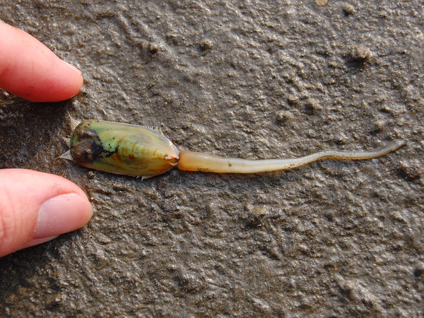 舌形贝(其他生物相关)