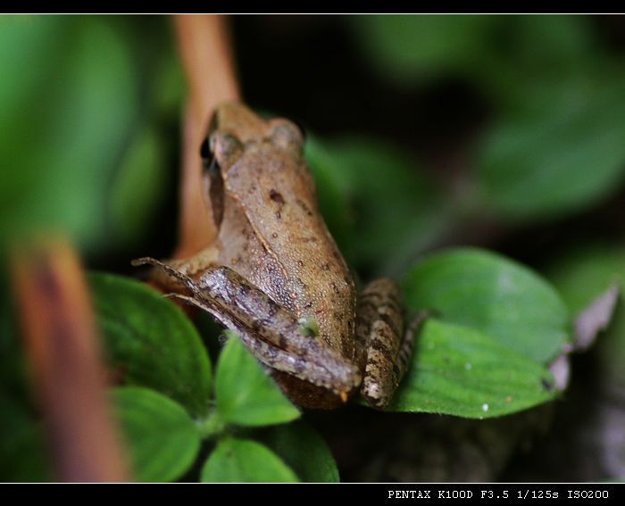 日本林蛙 (动物)