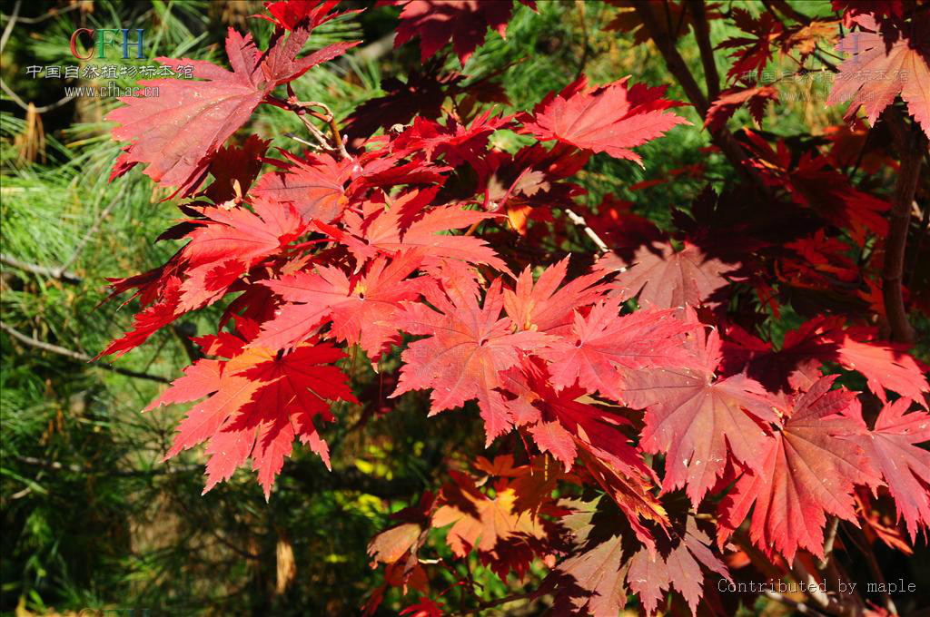 日本槭(植物)日本槭(学名:acer japonicum)是槭树科槭属的植物.