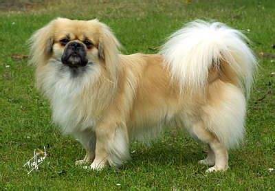 宫廷犬(动物)宫廷犬,学名西藏獚犬(tibetan spaniel),人们通常称之为"