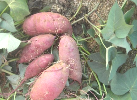 地瓜子中医学与中药学