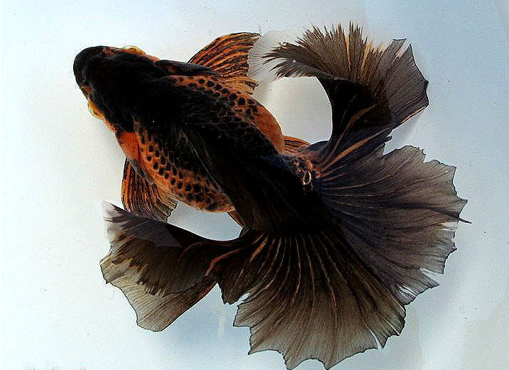 土佐金(动物)文种金鱼的一种,头尖,腹圆,体形略似琉金,但背部不像琉金