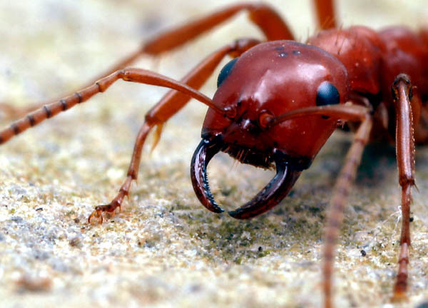 西城红场蚂蚁图片