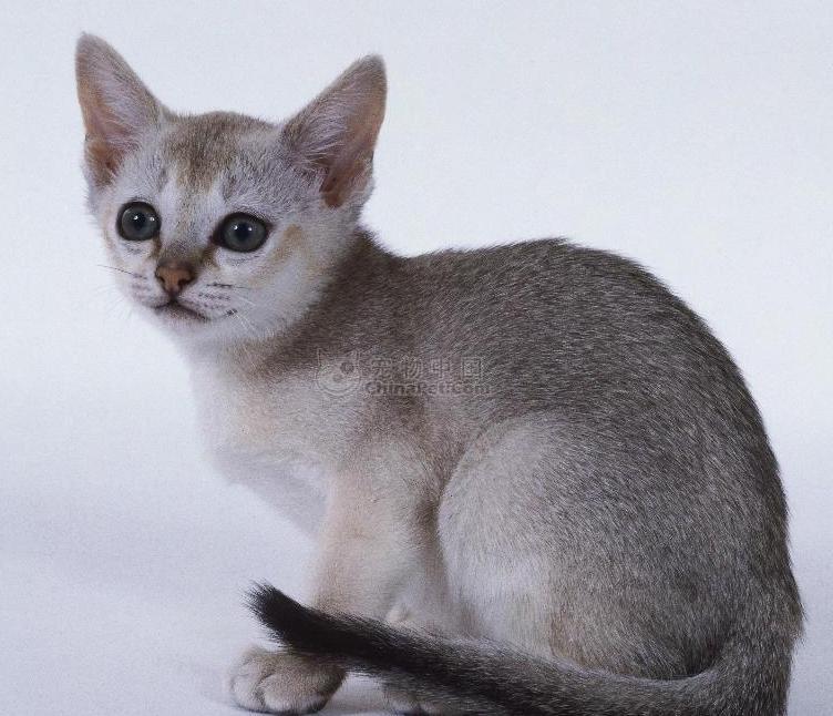 新加坡猫(动物)_技点百科