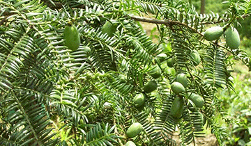 香榧 (植物)