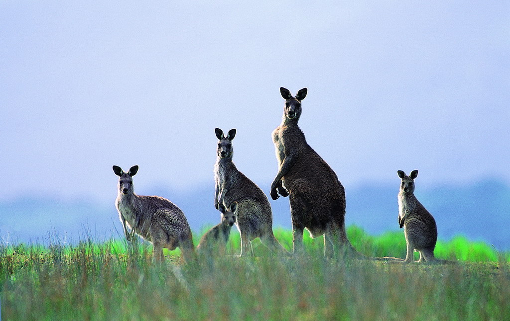 黑大袋鼠(動物)黑大袋鼠(學名macropus bernardus)屬