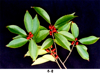 乳头冬青(植物)