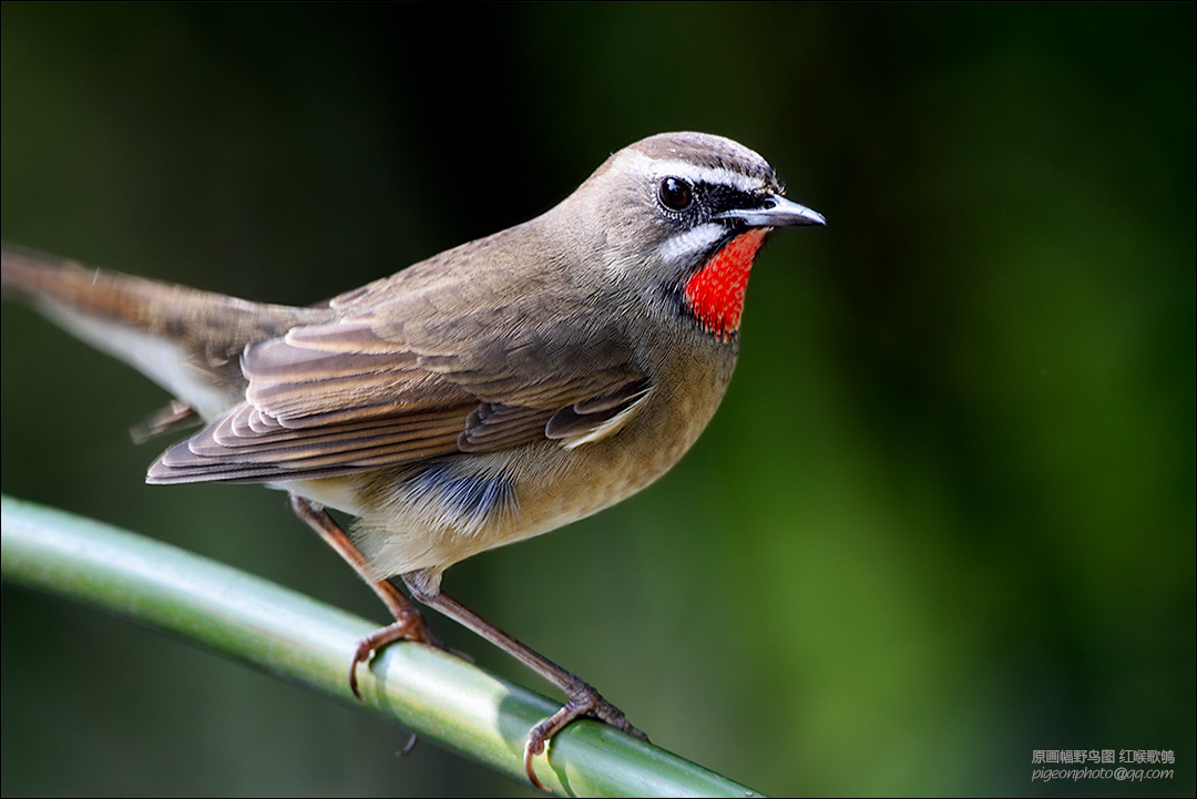 雀形目(passerif欧亚歌鸲(erithacusmegarhynchos)ormes)鸫科