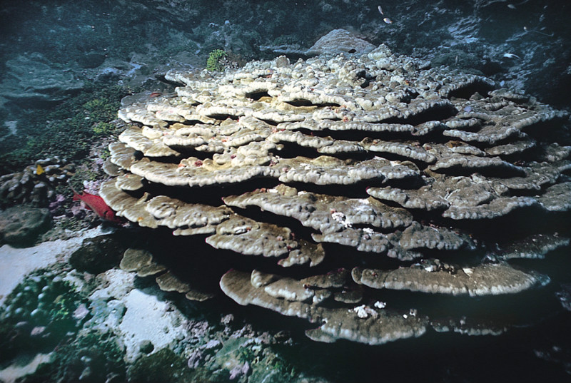 阿诺滨珊瑚 (其他生物相关)