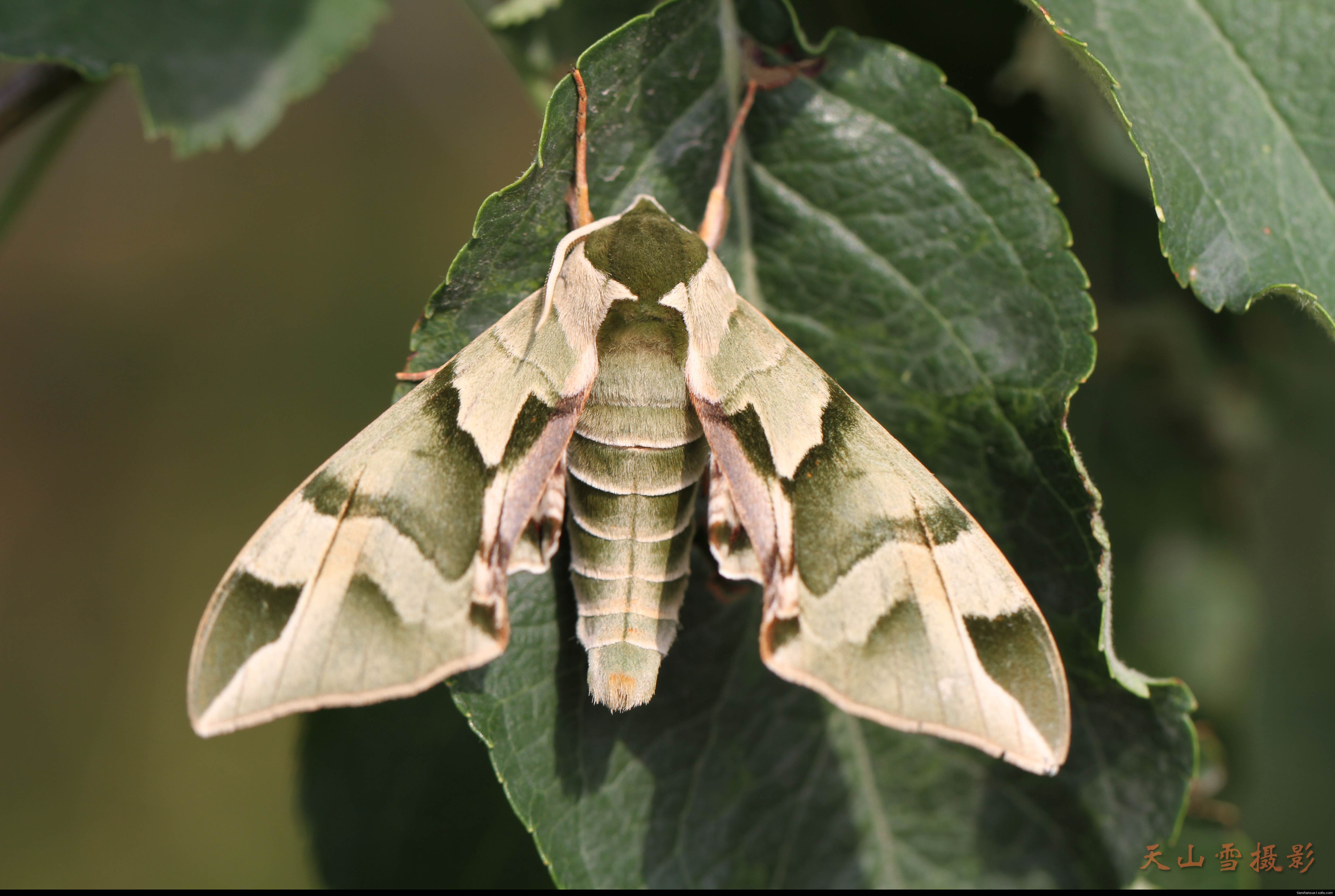 榆绿天蛾(动物)