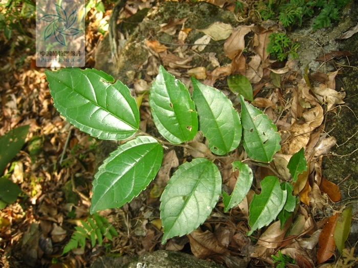假玉桂(其他生物相关)假玉桂,朴属植物,乔木,叶互生,有锯齿3-5对羽状