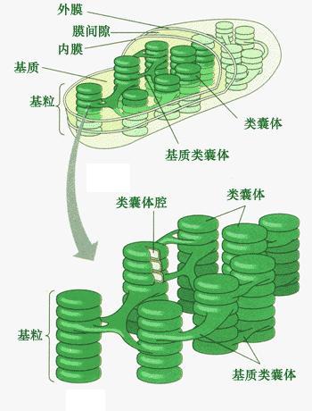 叶绿体基粒(其他生物学相关)叶绿体基粒是有许多囊状结构薄膜组成,它