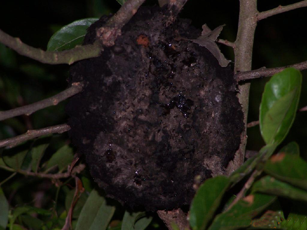 广西黑蚂蚁动物