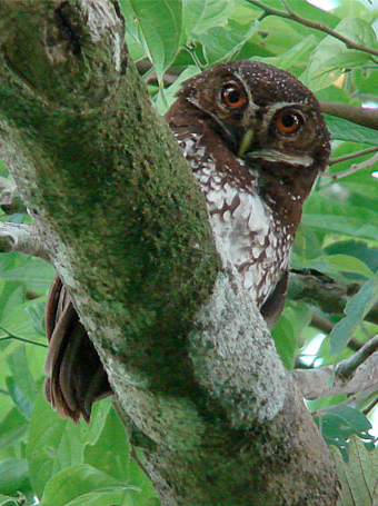 【英文名称】russethawk-owl,spangledboobook【科属分类】脊索动物门