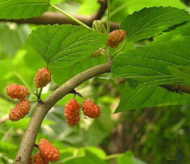 桑科桑属 落叶乔木或灌木,高可达15米.树体富含乳浆,树皮黄褐色.