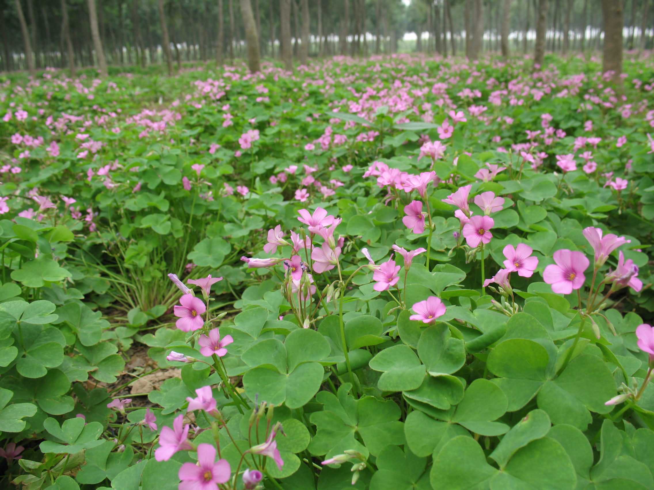 菹草-中国湿地植物-图片