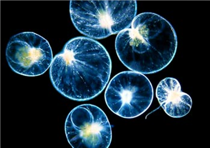 夜光虫属 (动物)