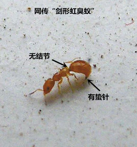 剑形虹臭蚁 (动物)