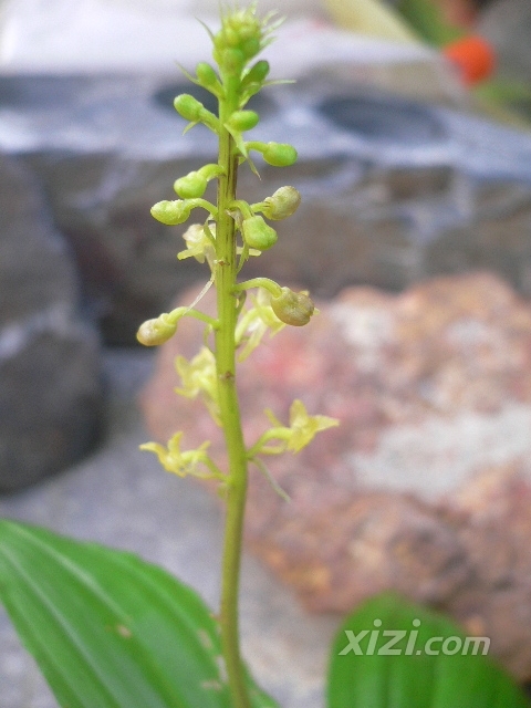 白花羊耳蒜(植物)