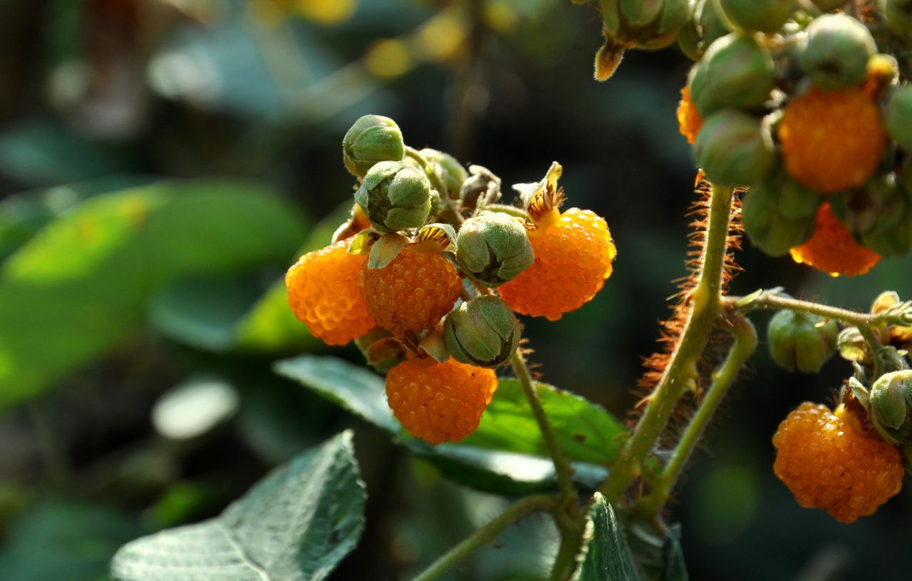 黄泡(植物)