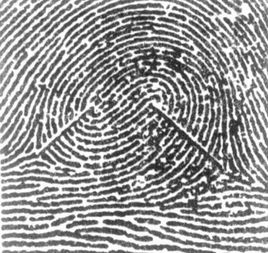 双斗纹文化遗产