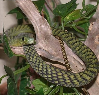 简氏曼巴(动物)简氏曼巴蛇学名:dendroaspis jamesoni,是一种剧毒蛇类