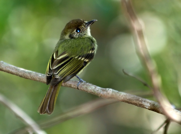 棕顶窄嘴霸鹟动物