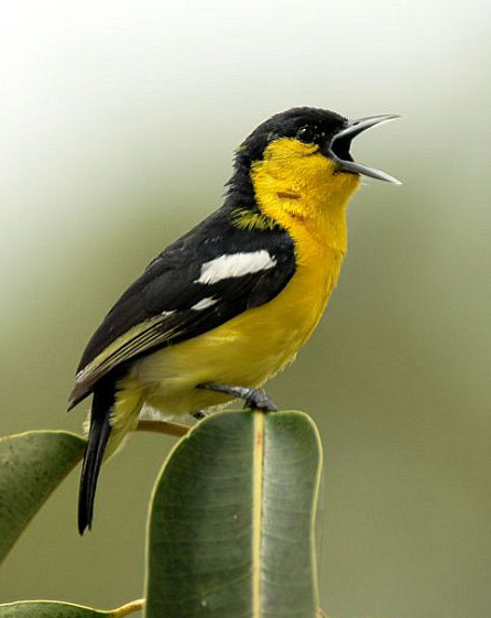 黑翅雀鹎缅甸亚种(动物)