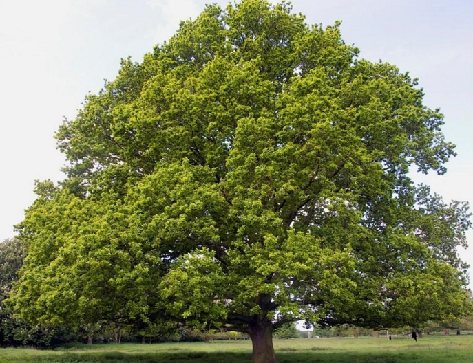夏栎(其他人物相关)