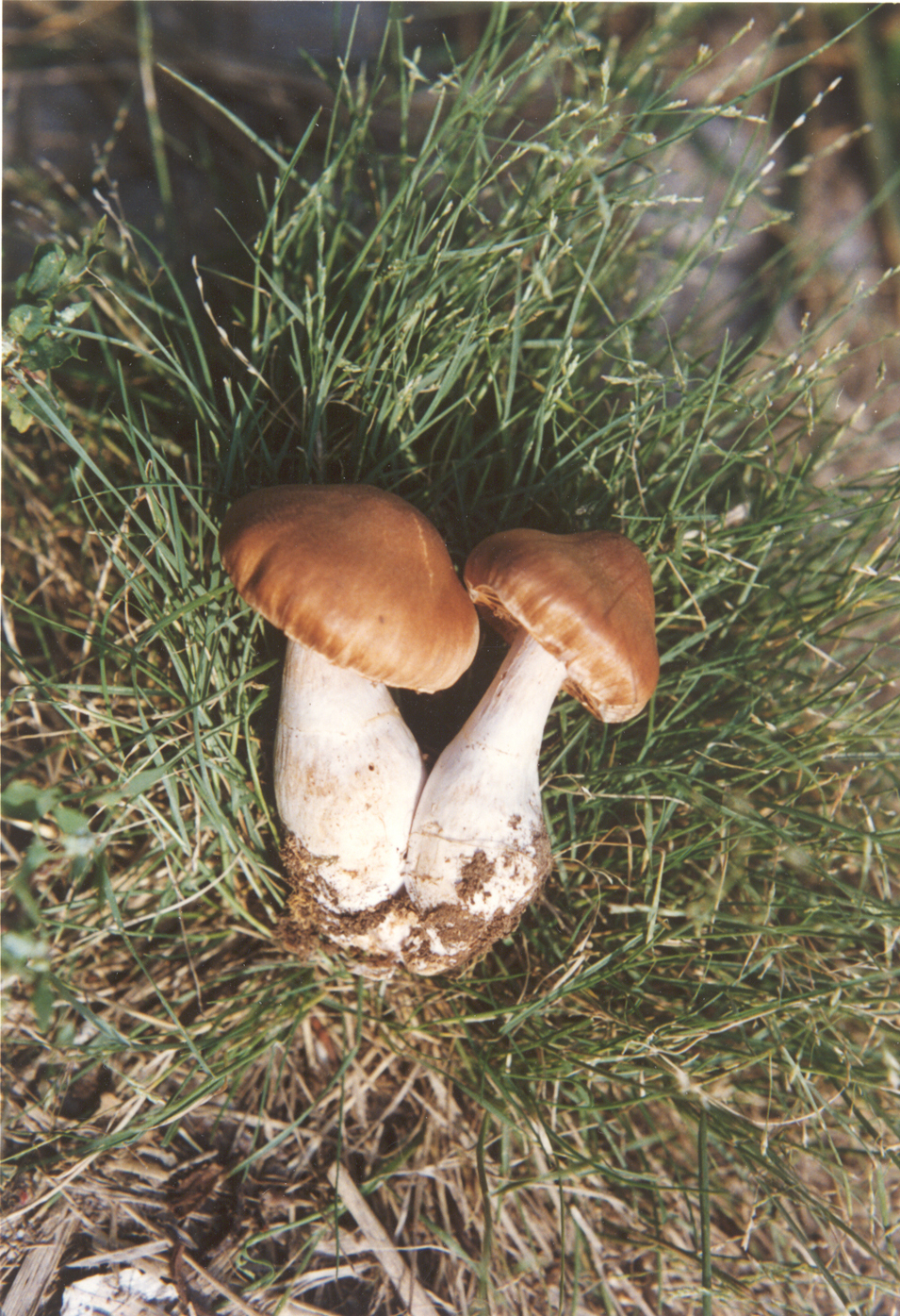 粘液丝膜菌其他生物相关